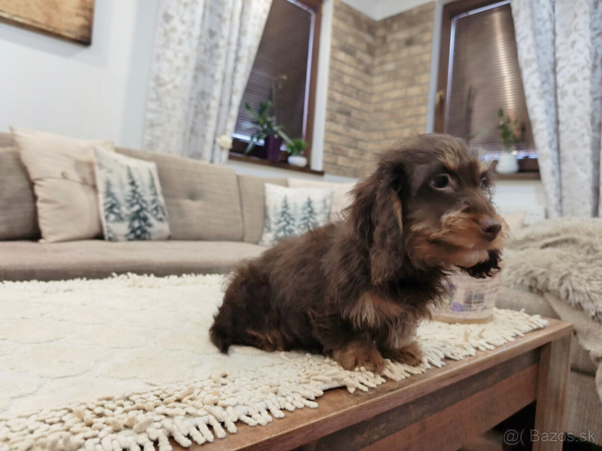 jazvečík trpasličí králičí - 8