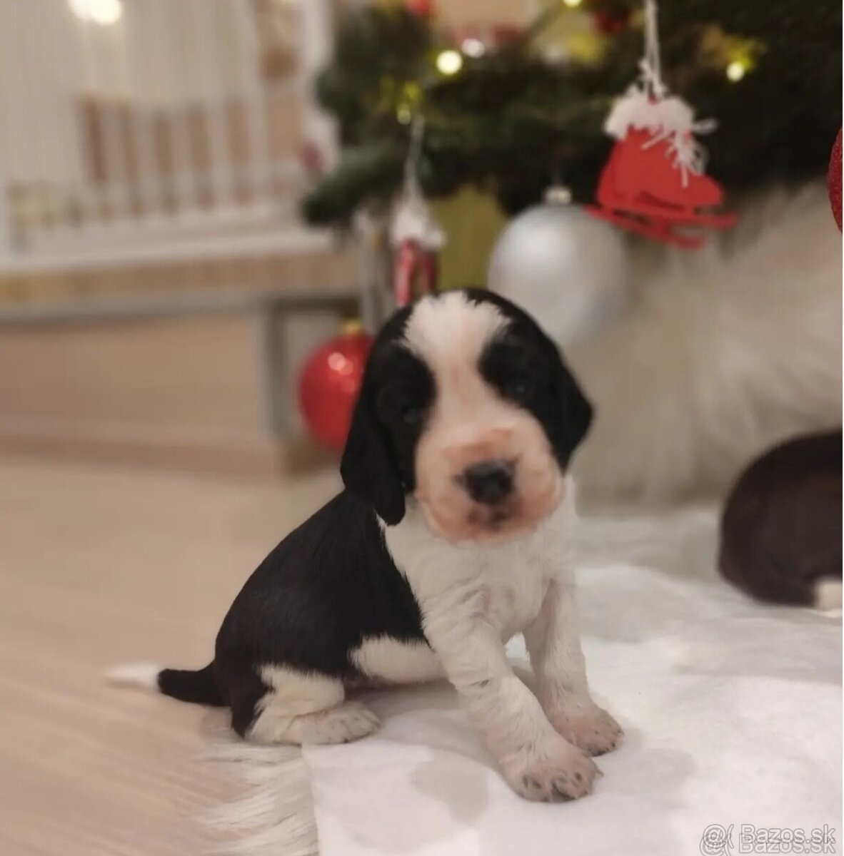 Anglicky špringeršpaniel šteniatko pes s PP - 8