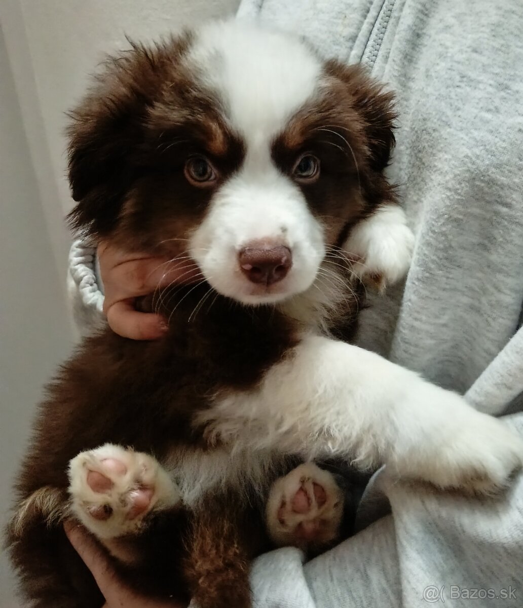 Miniaturní Americký ovčák s PP - 8