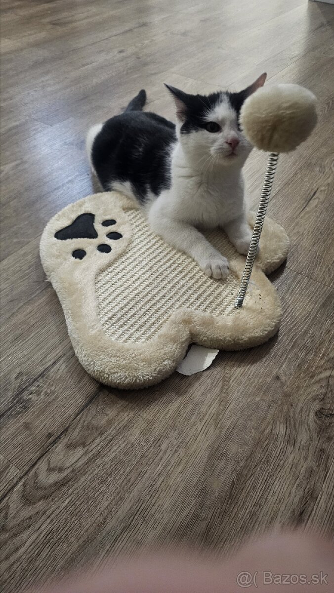 Darujem 4,5mes. kocúrika,zaočkovaný,zdravý - 8