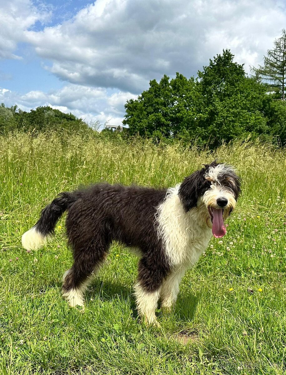 Pejsek BORDOODLE S PP - 8