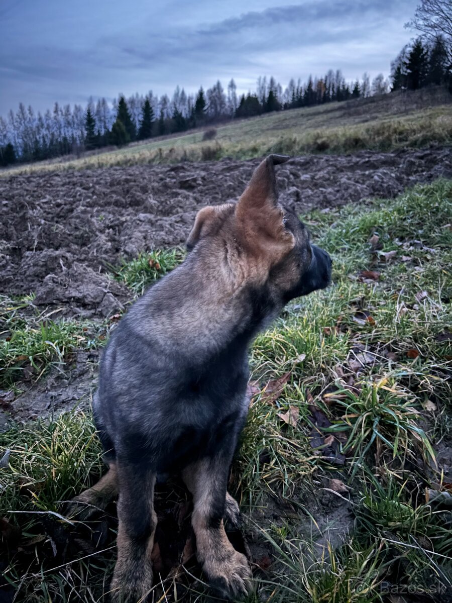 Šteniatko nemecký vlčiak - 8