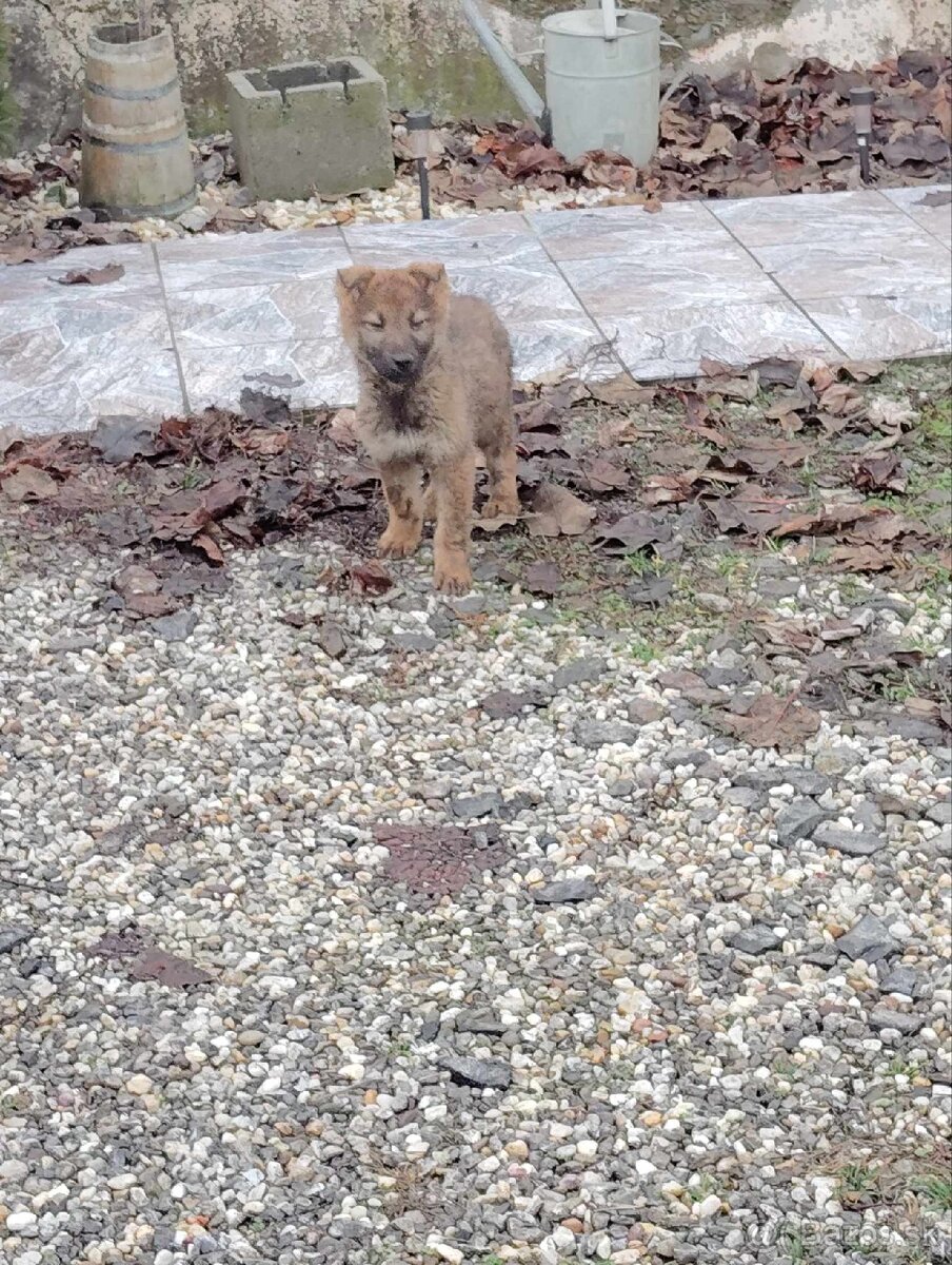 Československý vlčiak - 8