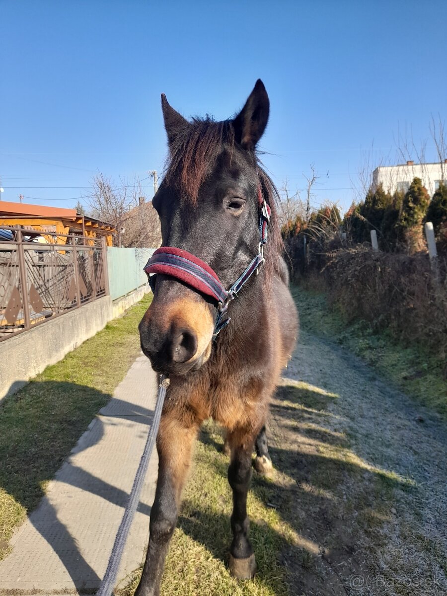 Na predaj valach 10r - 8