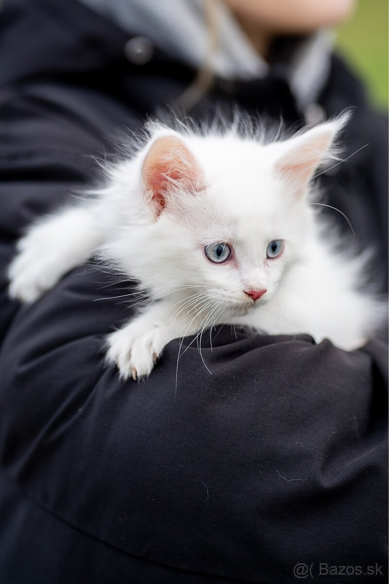 Mačiatka maine coon - 8