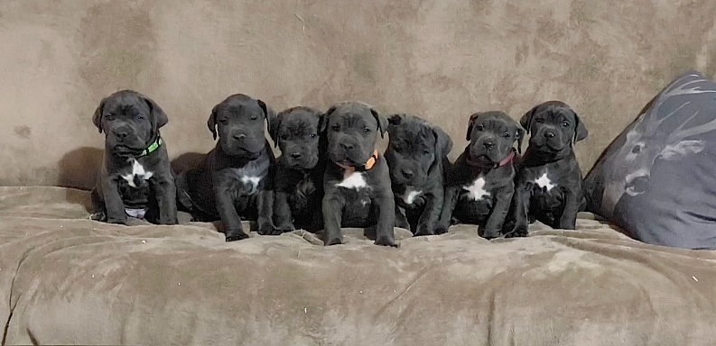 cane corso šteniatka bez PP - 8