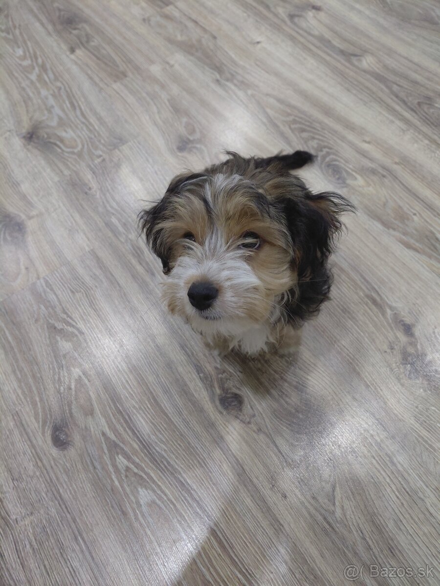 Yorkshirsky teriér - 8