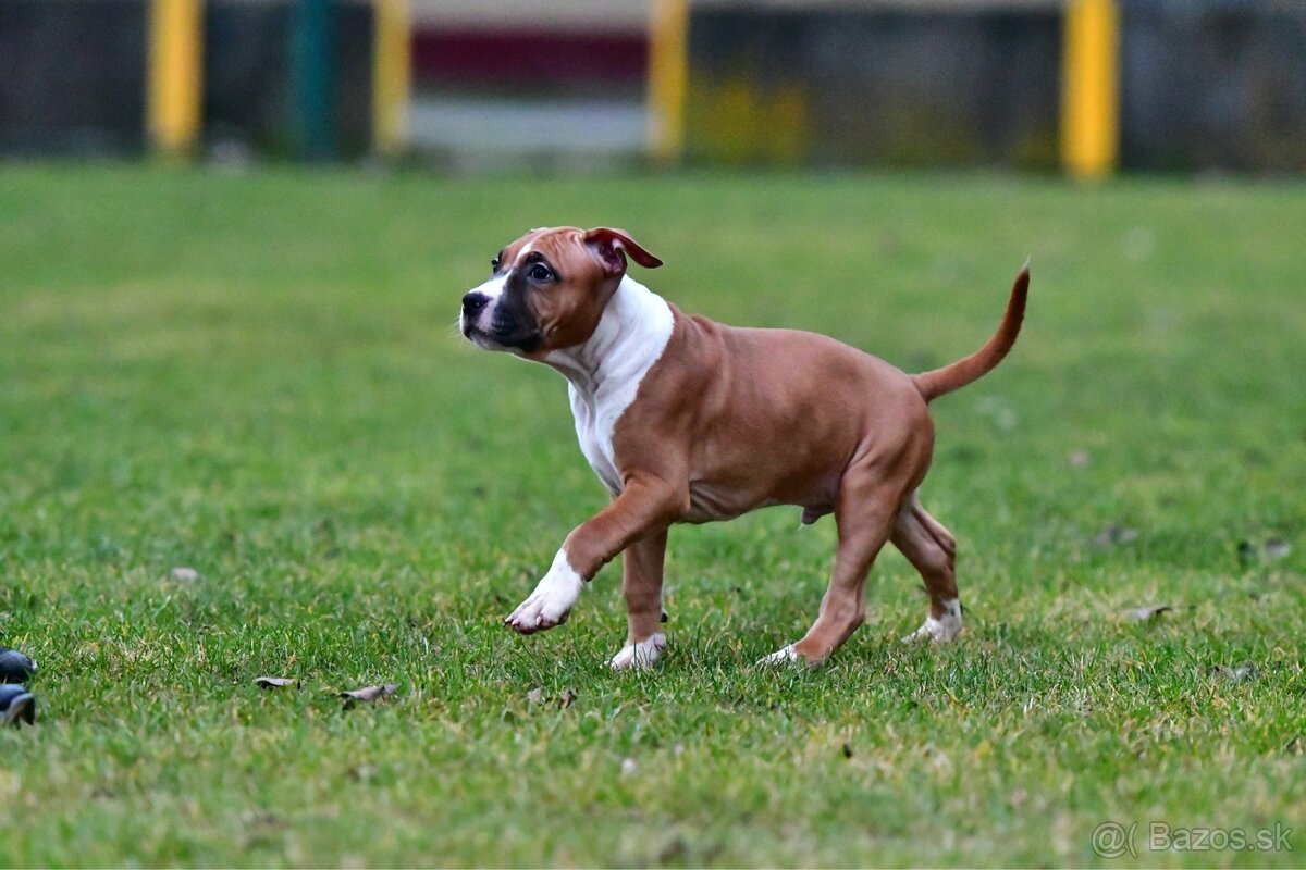 Americký stafordšírsky teriér s pp - 8