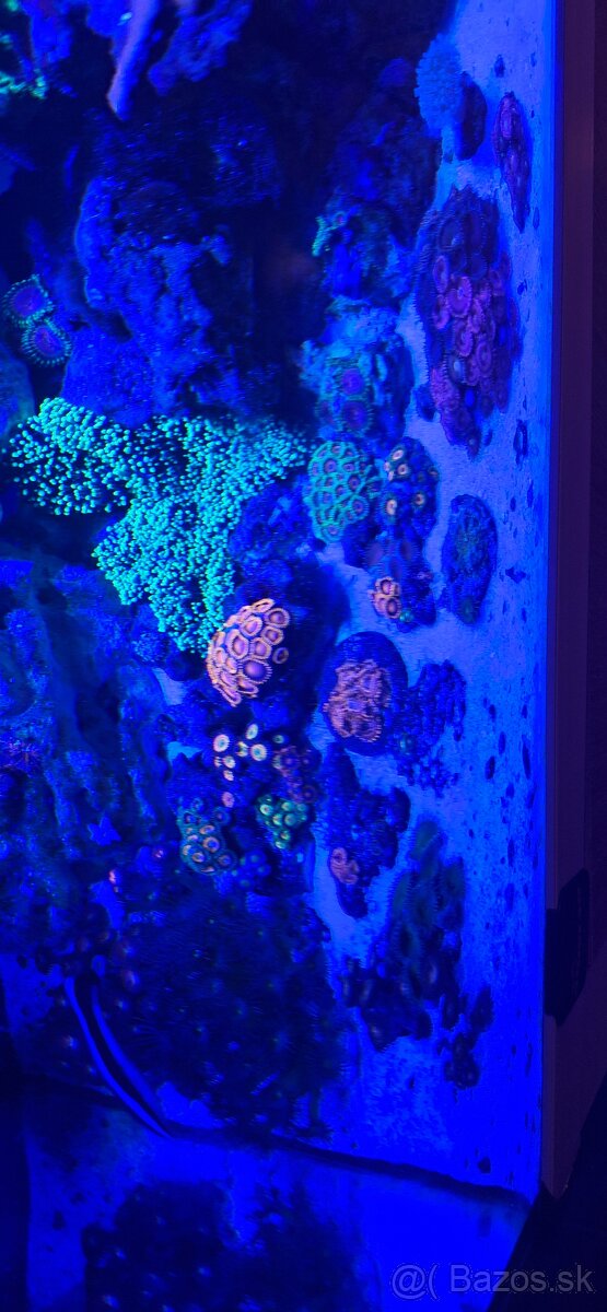 Morske akvarium - 8