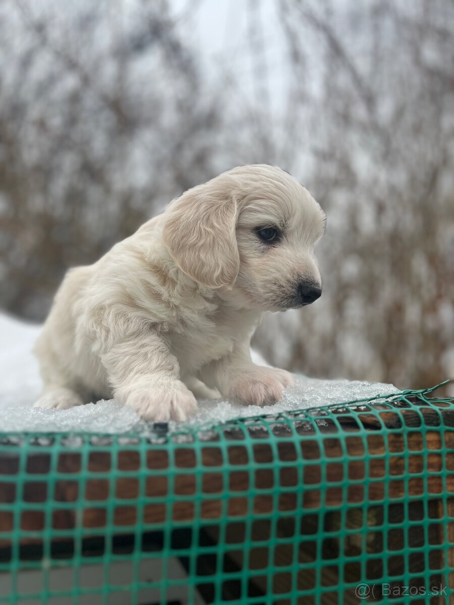 Darujem šteniatka - 8