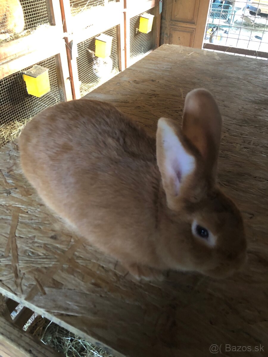 Dalmatinsky trojfarebný Rex,Kastorex,Burgundsky - 8