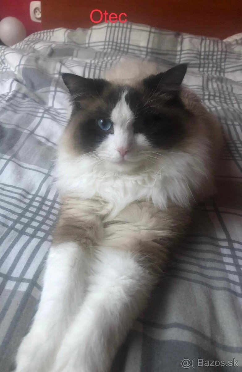 Ragdoll mačiatka bez PP-poslední 3 voľní kocúrikovia - 8