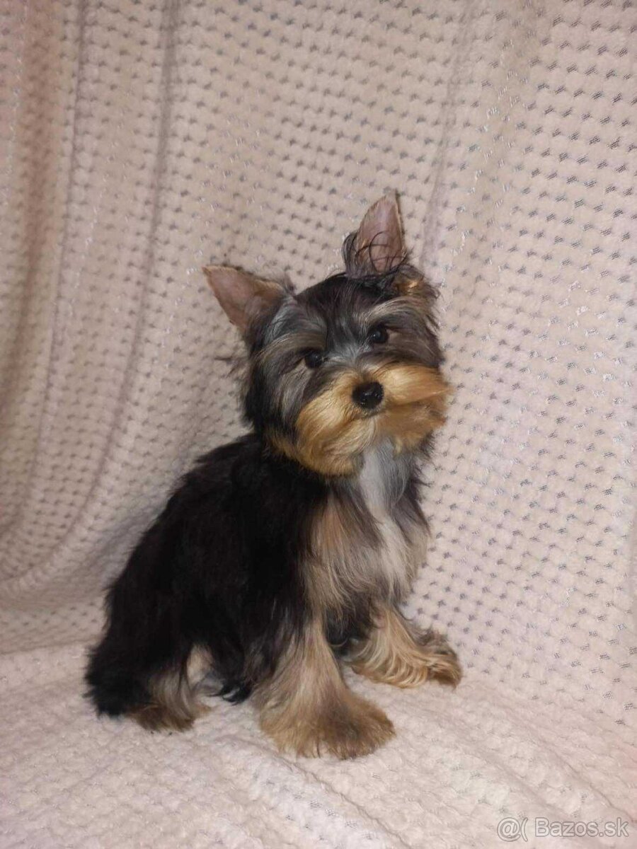 York, Yorkshire, Yorkshirsky terier, mini yorkshire samec - 8