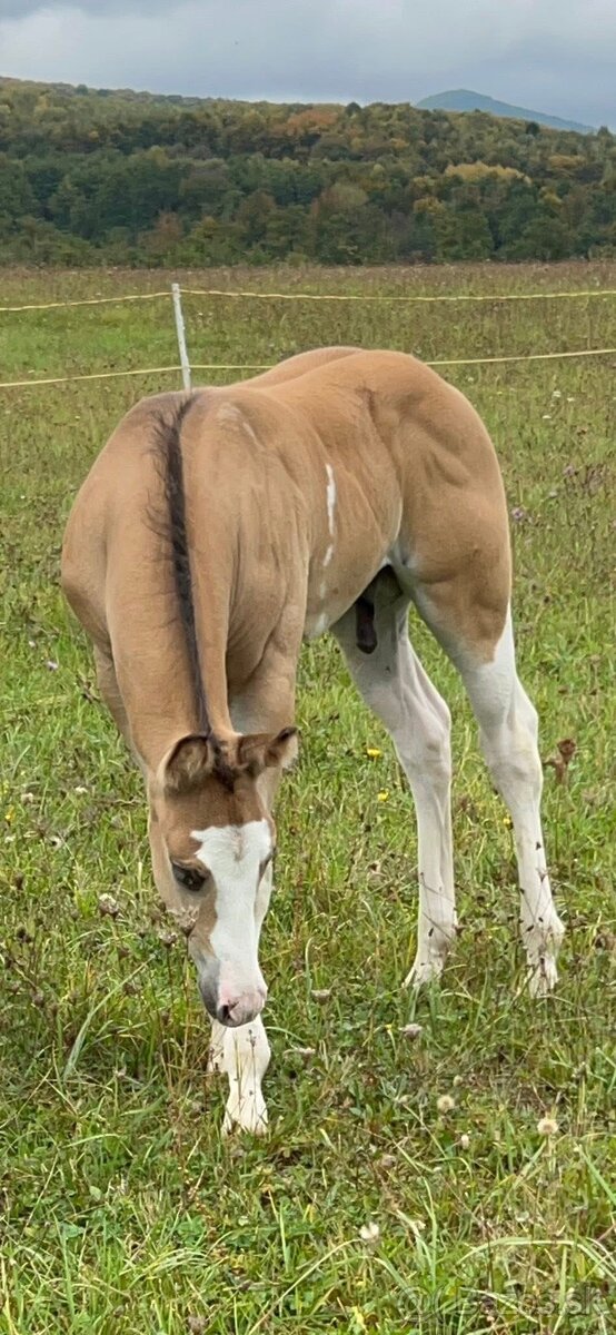 Zrebcek Aph Buckskin overo/sabino - 8