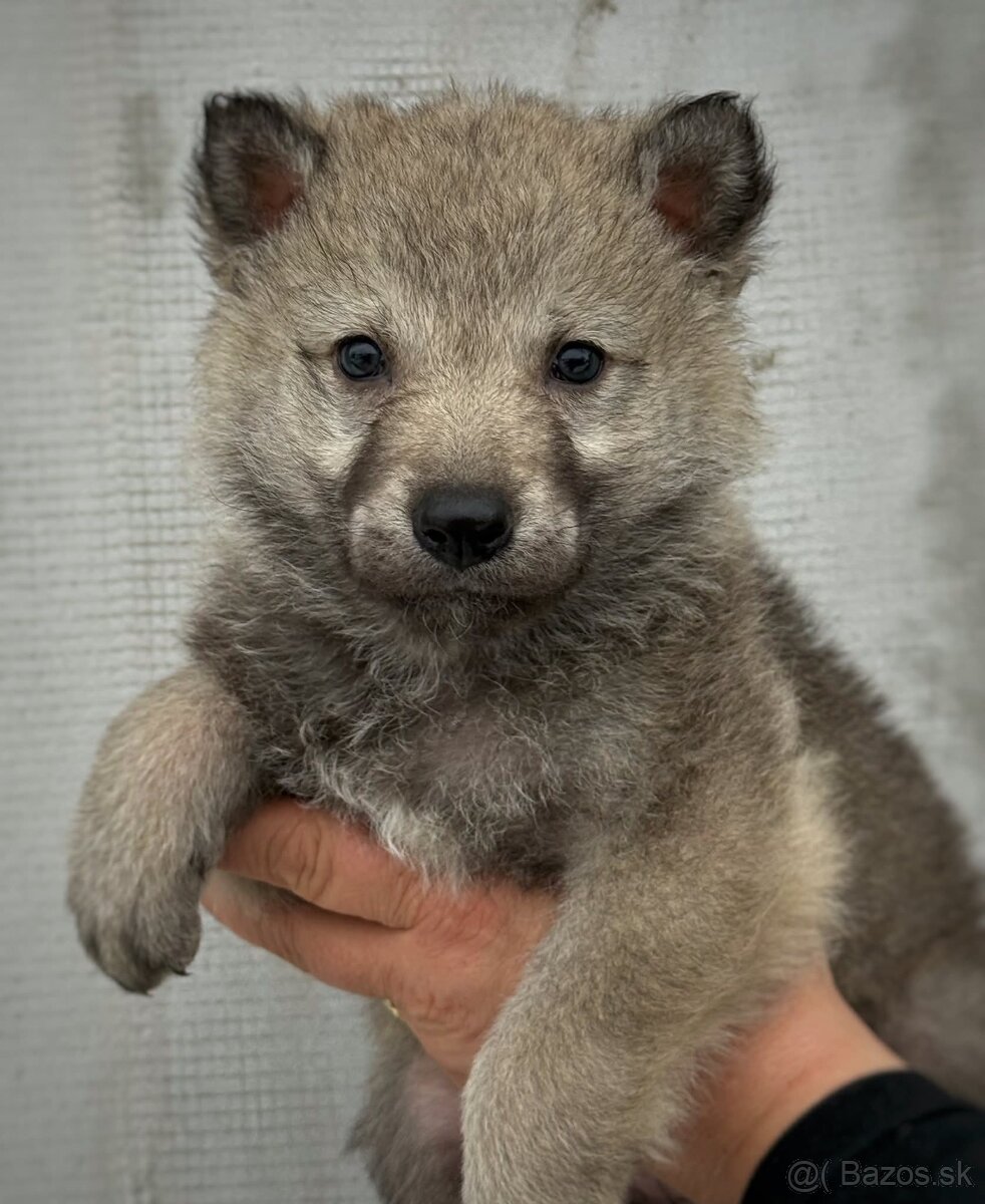 Československý vlčiak s PP - 8