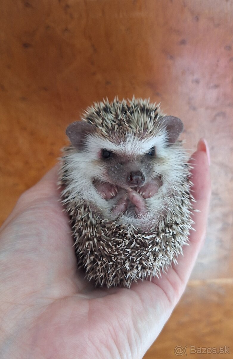 Ježko africký bielobruchý-samička - 8