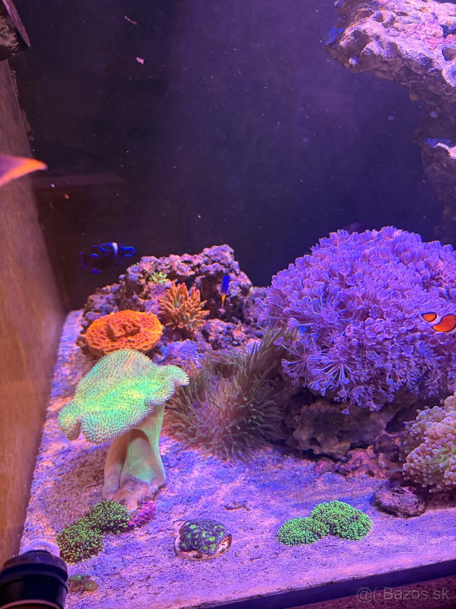 Morské Akvárium 170x60x60 - 8