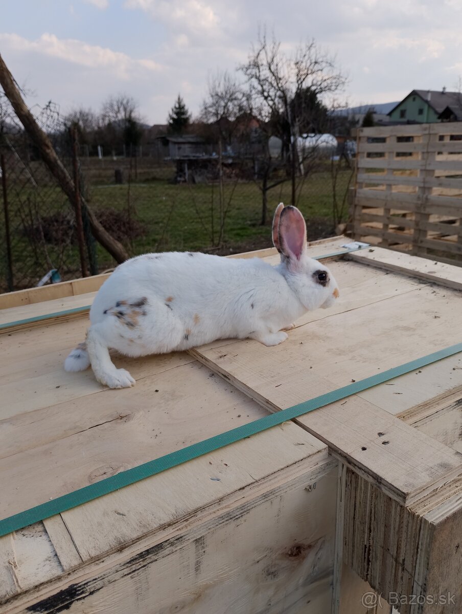 Predám zajace Rex - 8