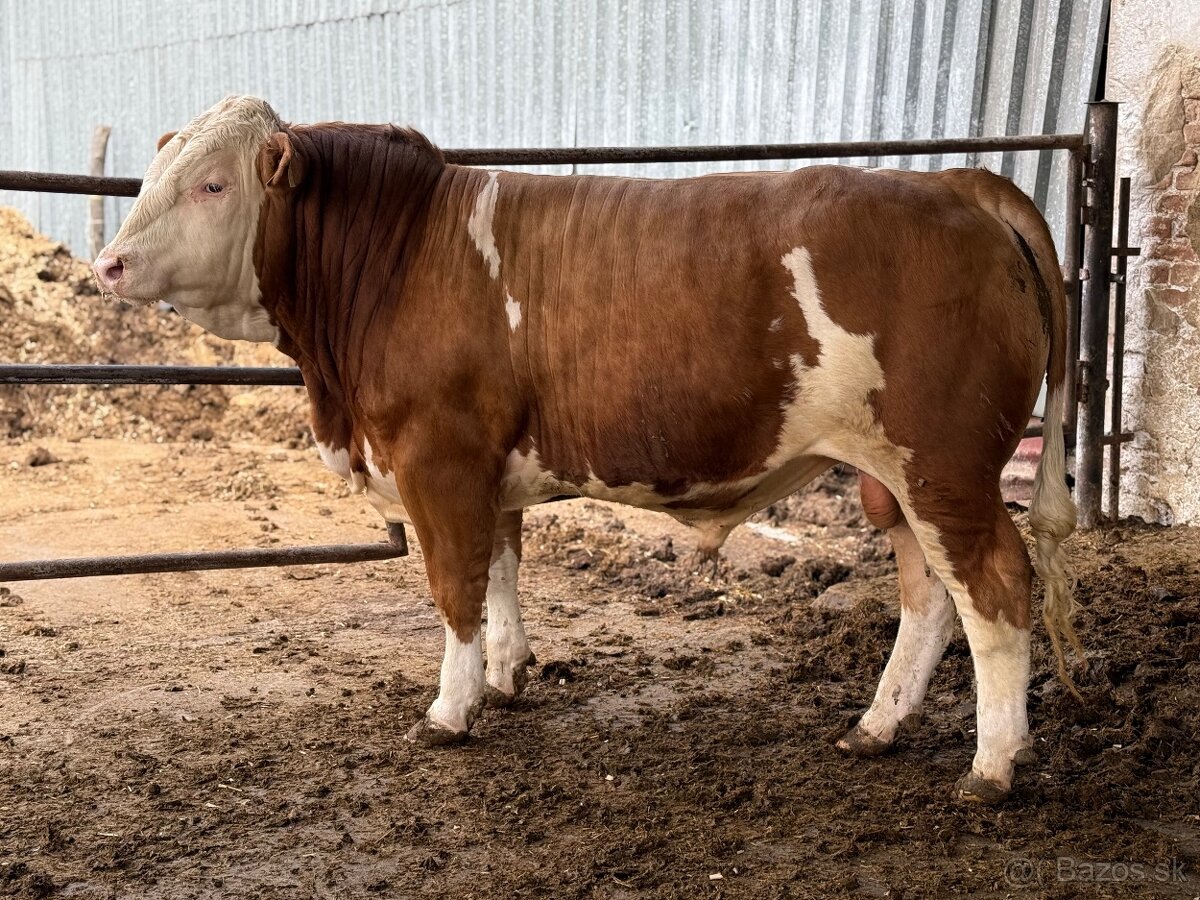 Plemenné býky - 8