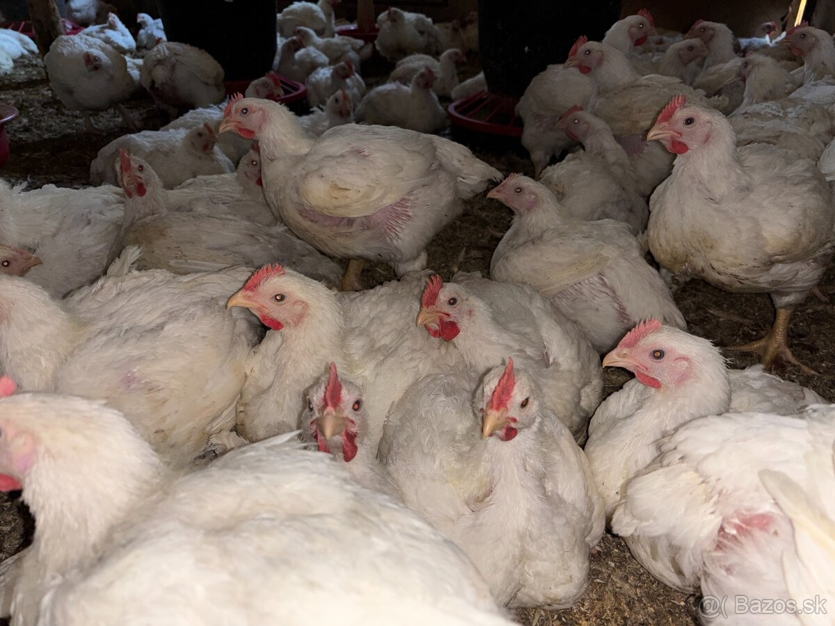 Sliepky Mládky Nosnice Lohman - 8