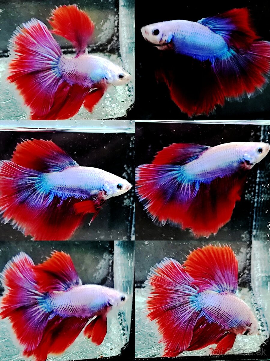 Betta Splendens - Bojovnica Pestrá. - 8