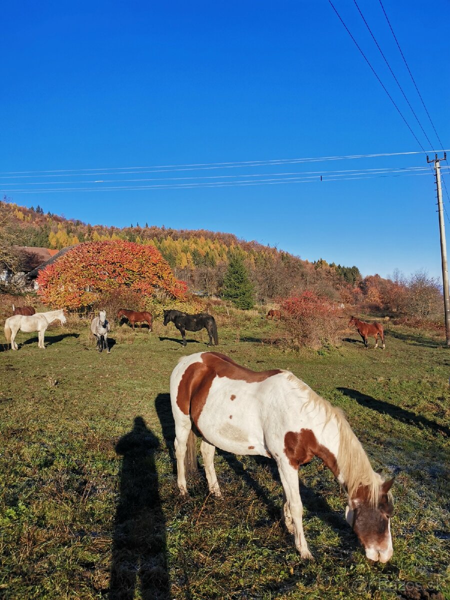 🐴 Ponúkam ustajnenie koní – Kráľová pri Zvolene 🐴 - 8