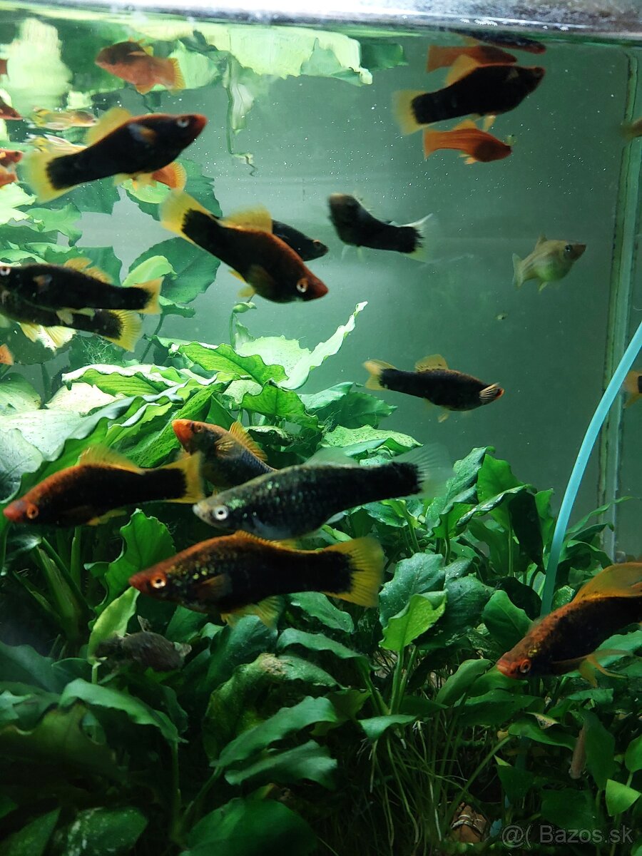 Mecun cierny,rastliny - 8