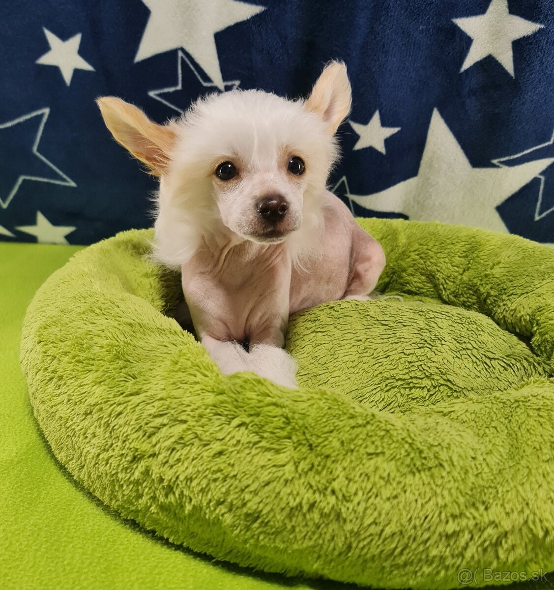 čínsky chocholatý pes - 8