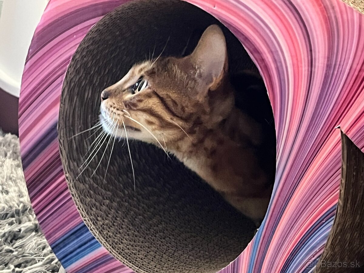 Bengalska mačka - 8