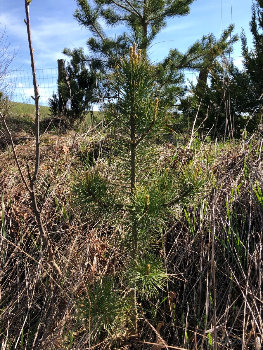 Sibírsky Céder / Pinus Sibirica - 8