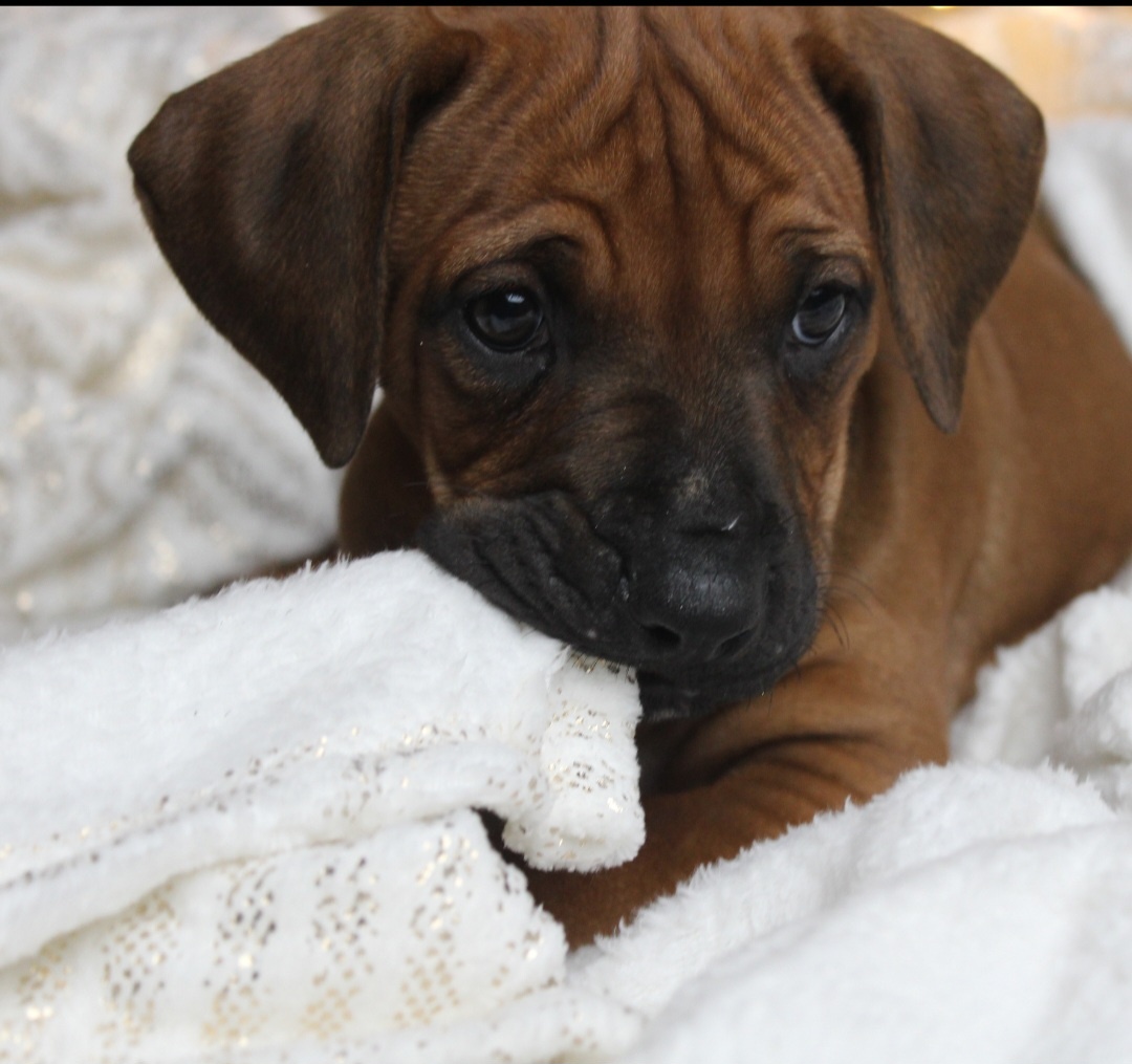 Rodézsky Ridgeback - 8