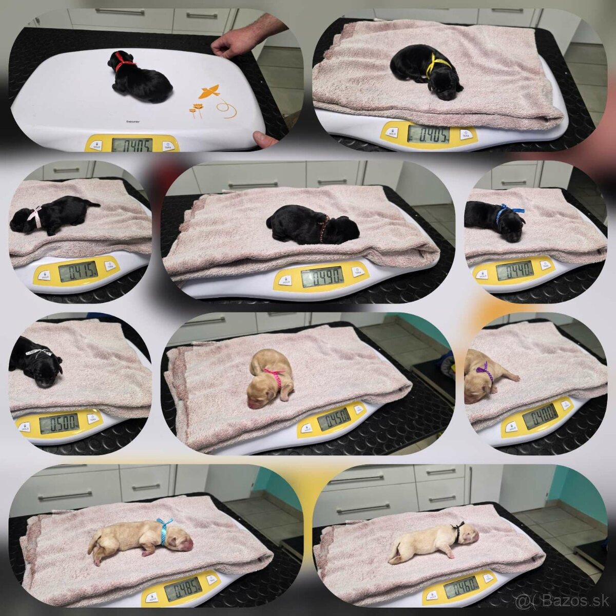 Labrador retriever - šteniatka - 8