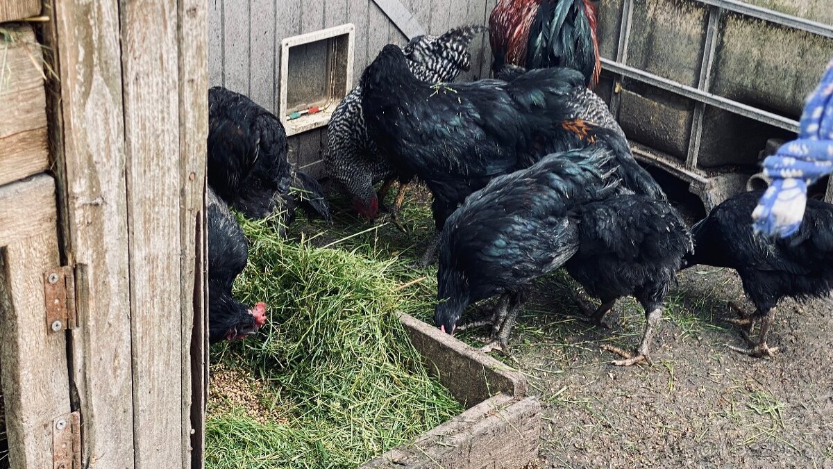 Predám kohútov vyliahnutých 29.1. 2025 - 8