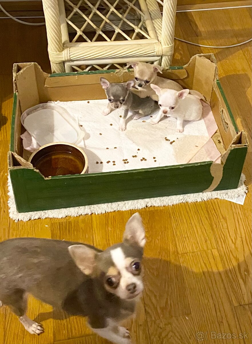 Čivava biely psík - 8