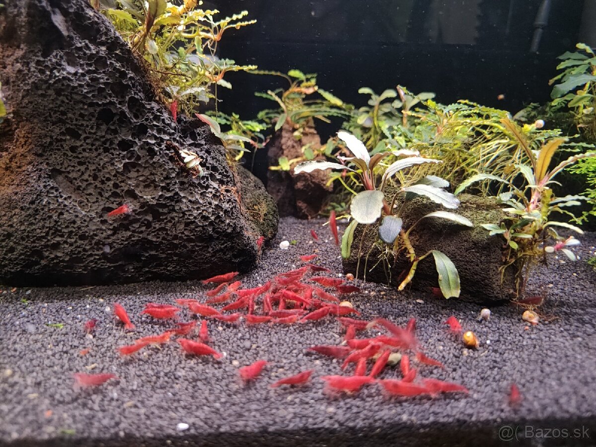 Predám krevetky Neocaridina Bloody Mary - 8