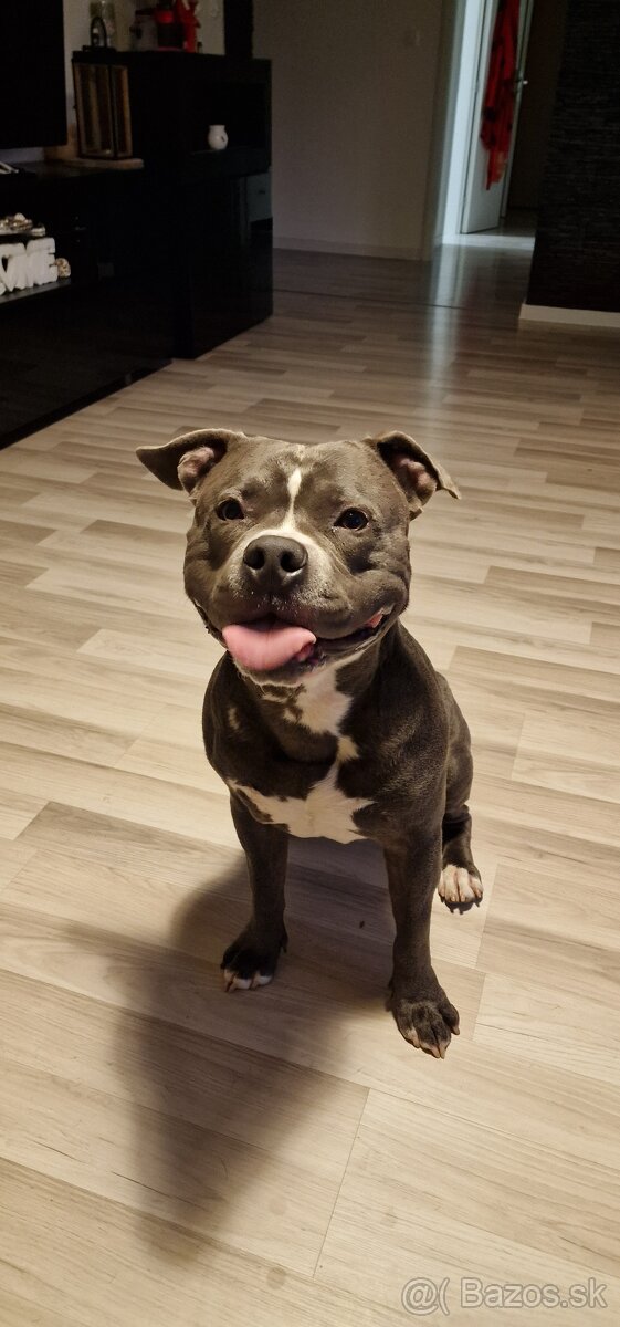 Americký stafordšírsky terier - krytie - 8