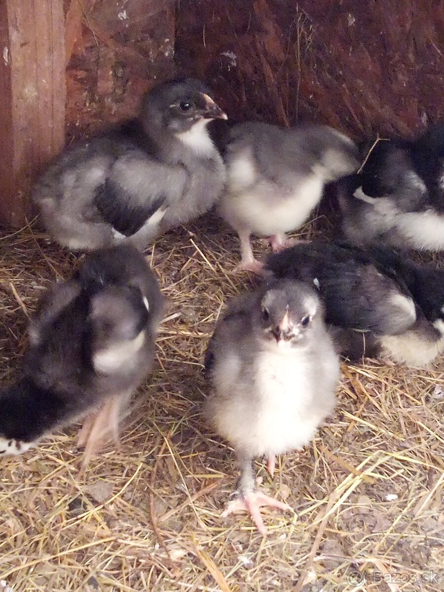 NV tmavohnedé Marans - 8