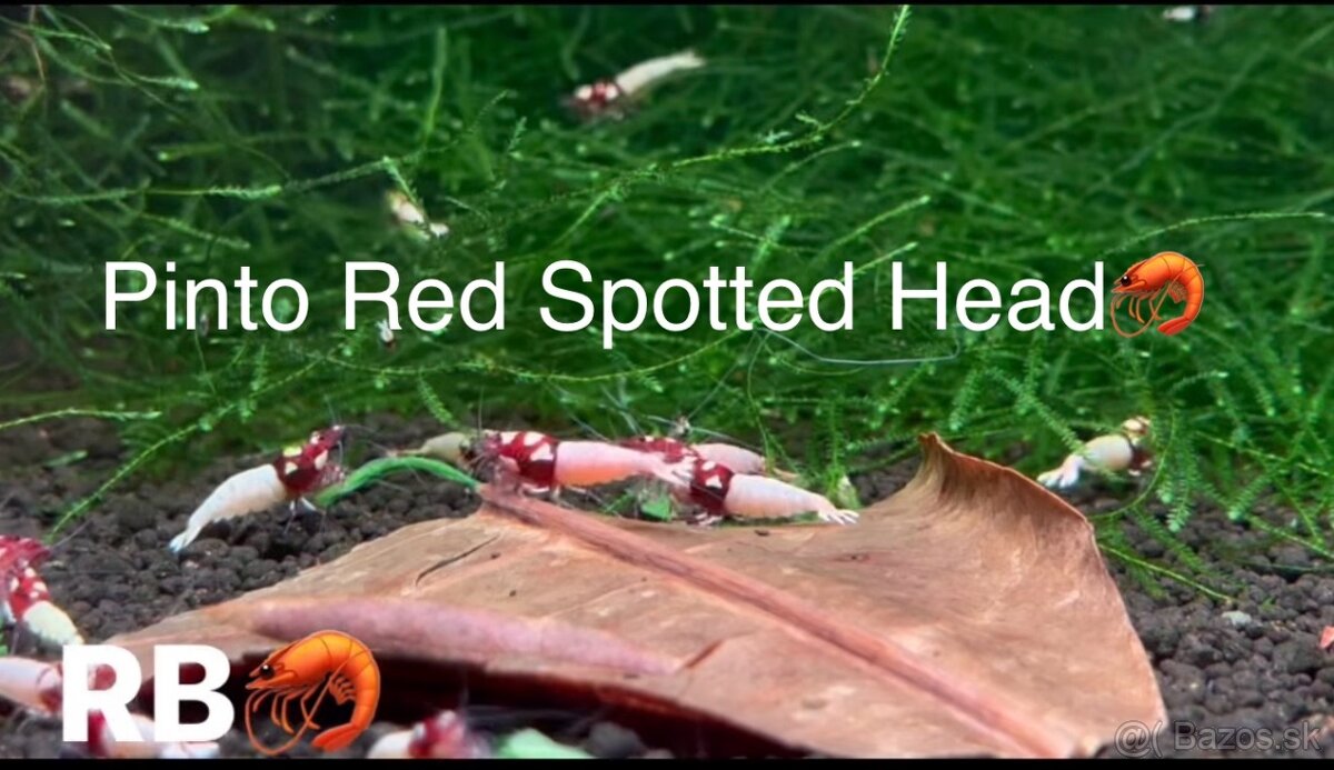 PREMIUM AKVA KREVETKY🦐Caridina a Neocaridina- Odber Zilina - 8