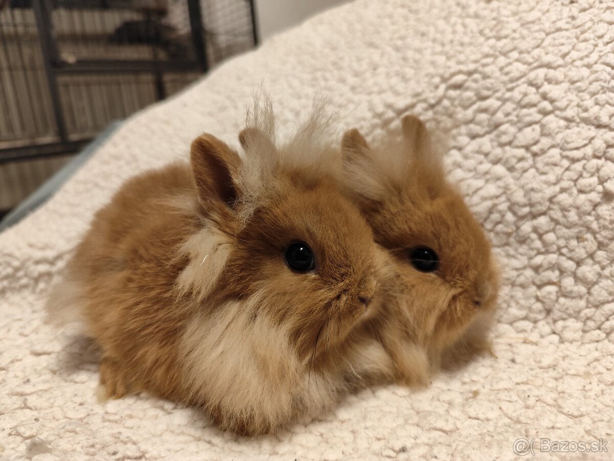 Teddy Hegyeshalom - 8