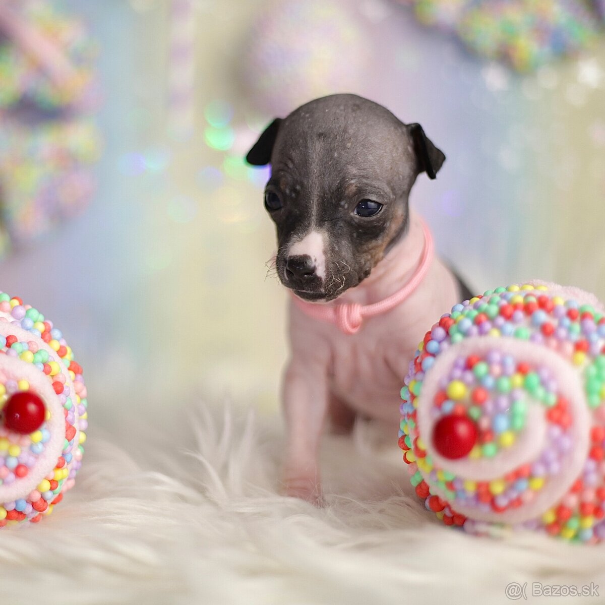 Americký bezsrstý teriér s PP FCI - 8