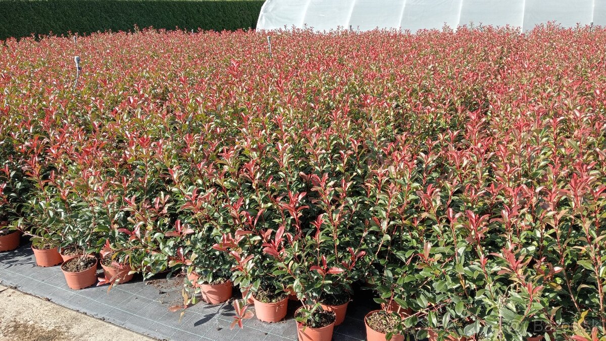 Tuja Smaragd, vavrínovec, červienka, gaštan - Prešov - 8