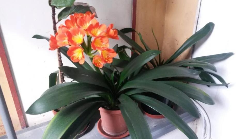 izbové rastliny - 8