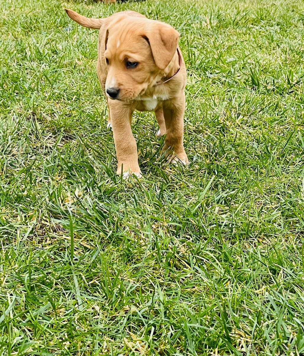 Kríženec Staford - Labrador - 8