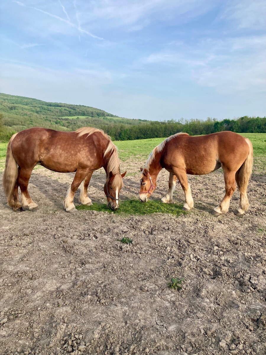 Kobyla s miliónovou povahou - 8