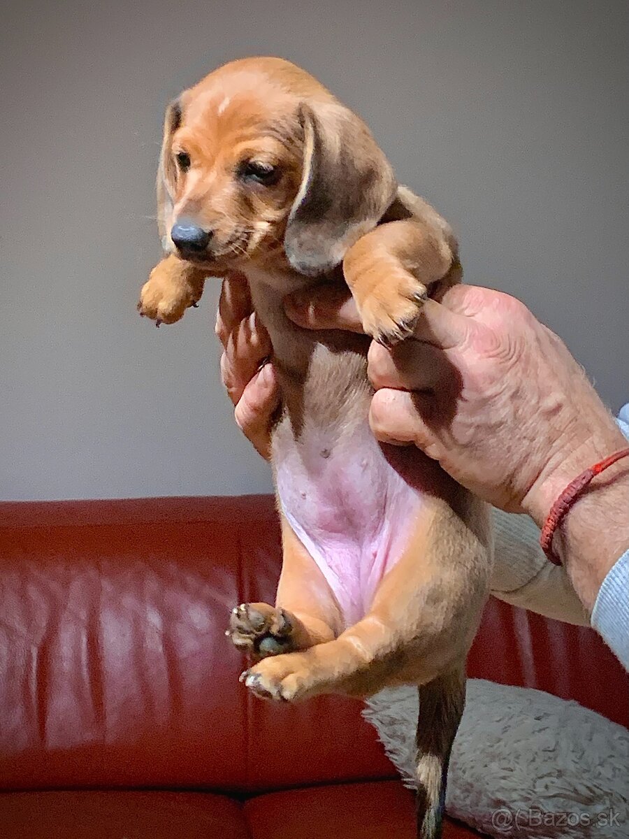 Jezevčík trpasličí merle - 8