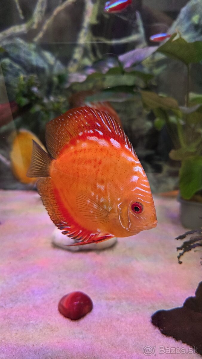 Predám skupinu krásnych terčovcov (Discus) - 7 kusov, 12 cm - 8