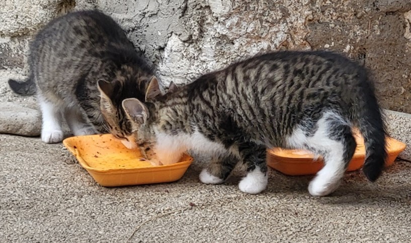 Darujem mačiatká - 8