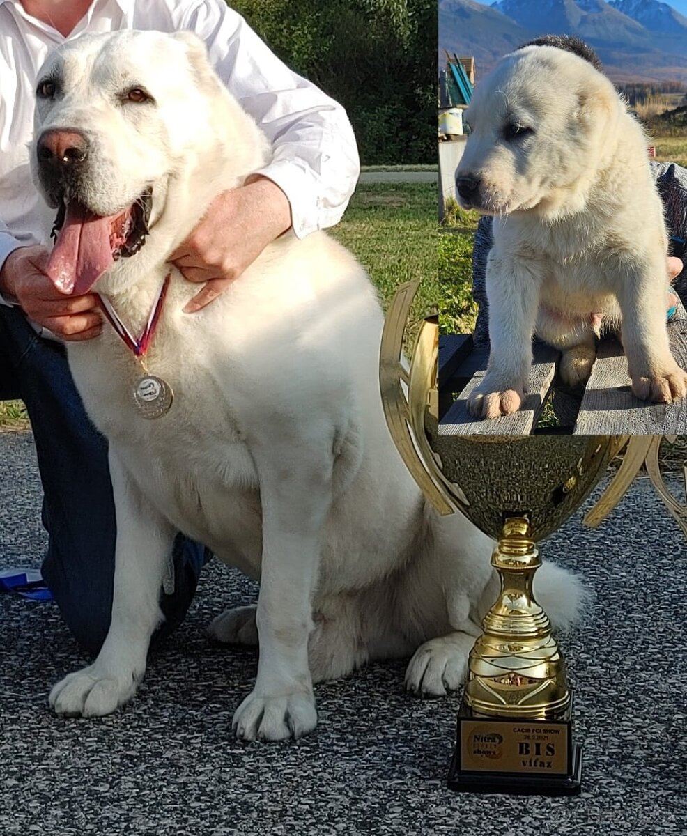 Stredoazijsky ovciak FCI pp - 8