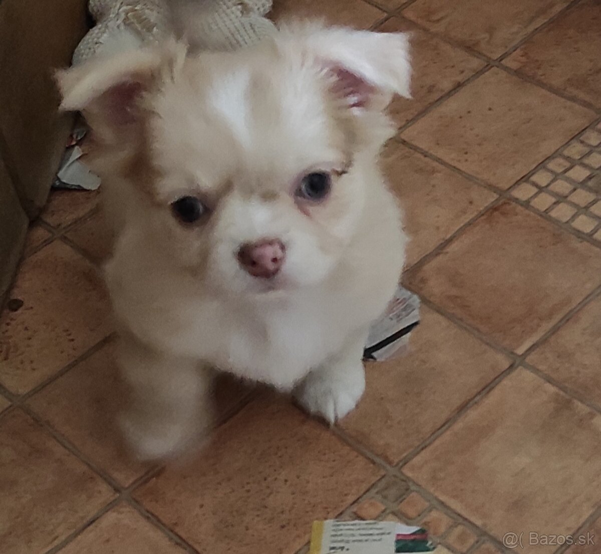 čivava dlhosrsta - 8