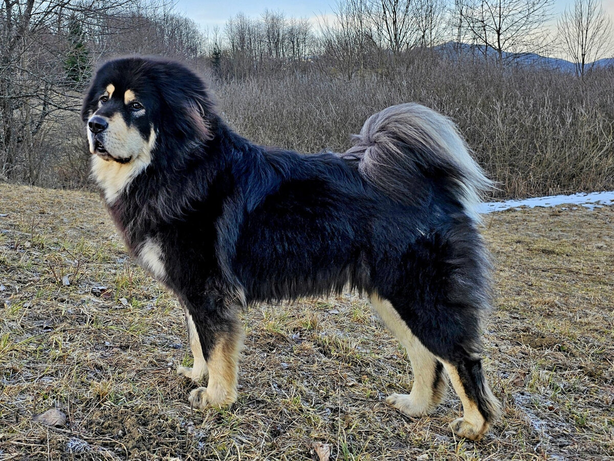 Tibetská doga šteniatka s PP po špičkových rodičoch - 8